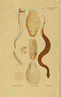 Sivun Acanthophis Daudin 1803 kuva
