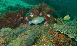 Image of Three-colour Parrotfish