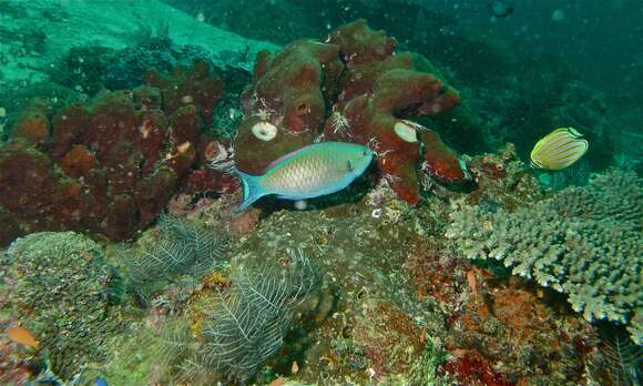 Image of Three-colour Parrotfish