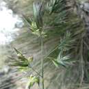 Image of Rytidosperma geniculatum (J. M. Black) Connor & Edgar