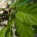 Image of Coccoloba arborescens (Vell.) Howard