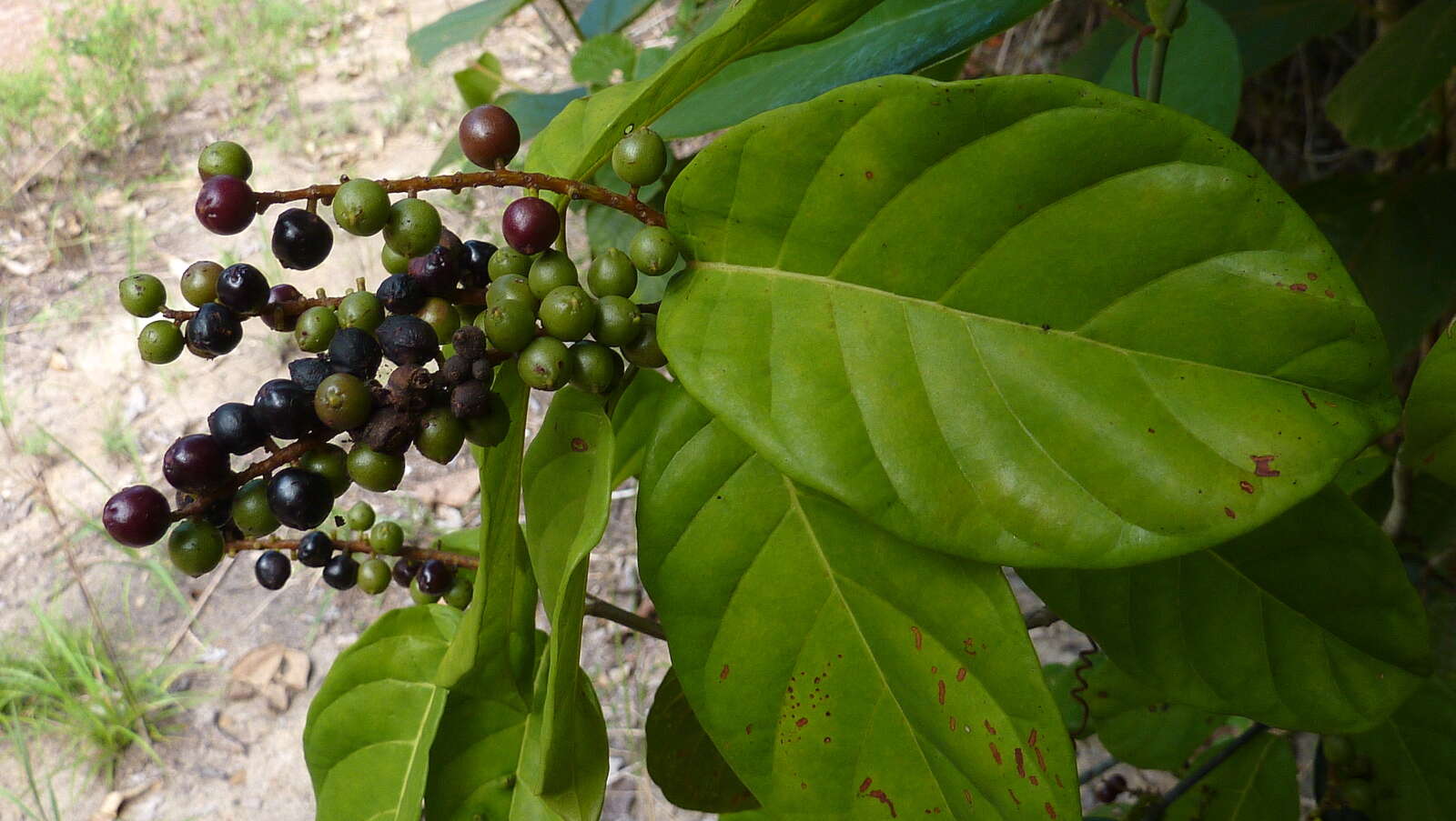 Image of Coccoloba arborescens (Vell.) Howard