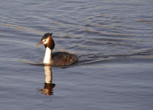 Image of Podiceps Latham 1787