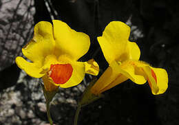 Image of Snap dragon