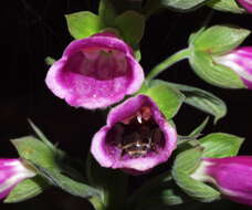 Image of Foxgloves