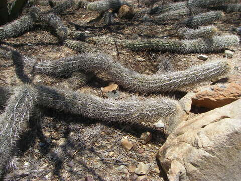 Image of Stenocereus eruca (Brandegee) A. C. Gibson & K. E. Horak