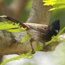 Sivun Pycnonotus cafer bengalensis Blyth 1845 kuva