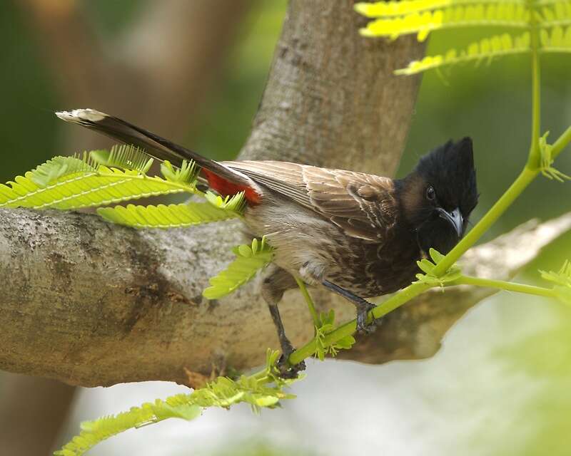 Image of Red-vented Bulbul