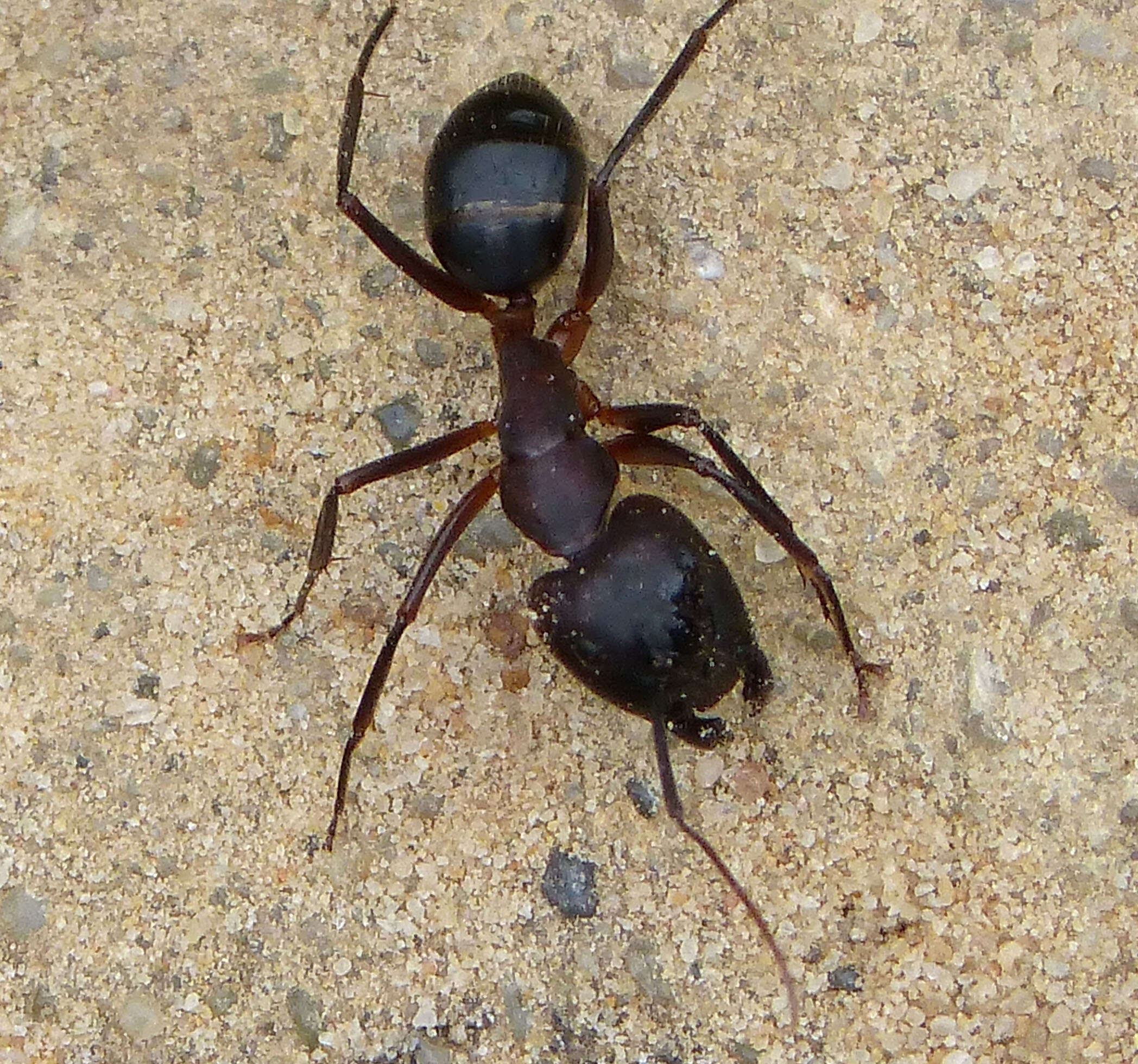 Plancia ëd Camponotus cruentatus (Latreille 1802)
