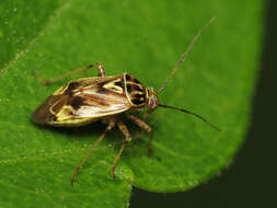 Image of Lygus Bugs