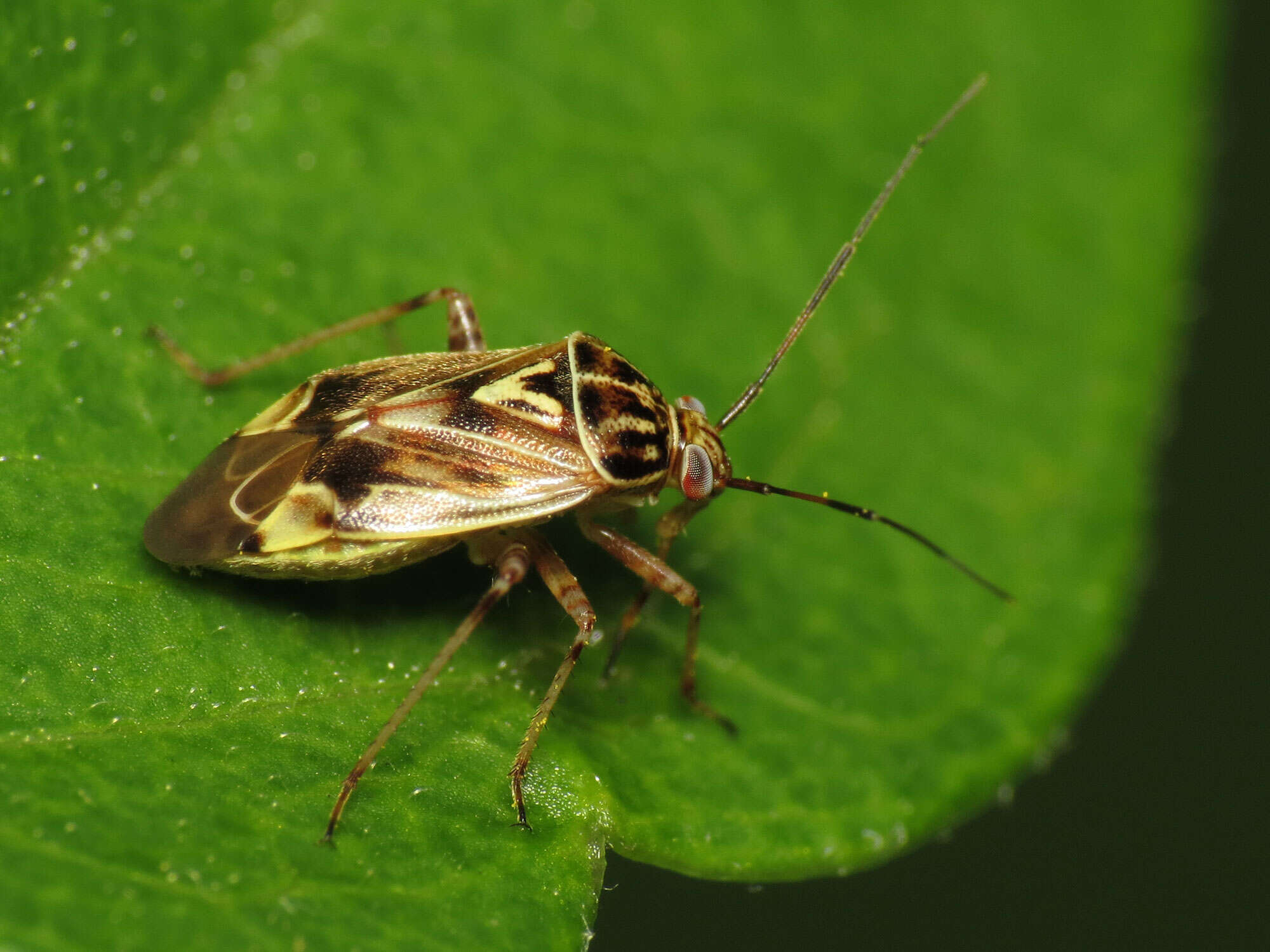 Image of Lygus Bugs