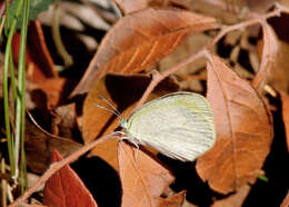 Image of Eurema