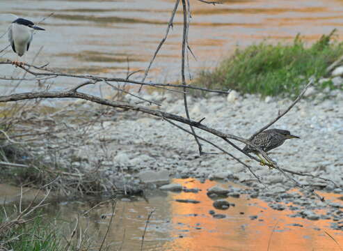 Image of Night Herons