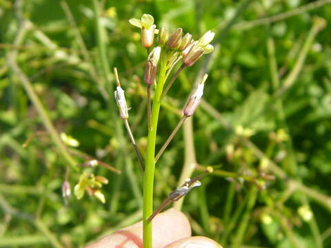 Image of Asian mustard