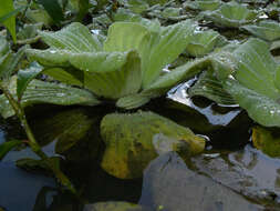 Image of pistia