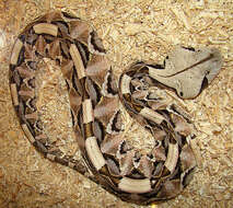 Image of Gaboon Adder