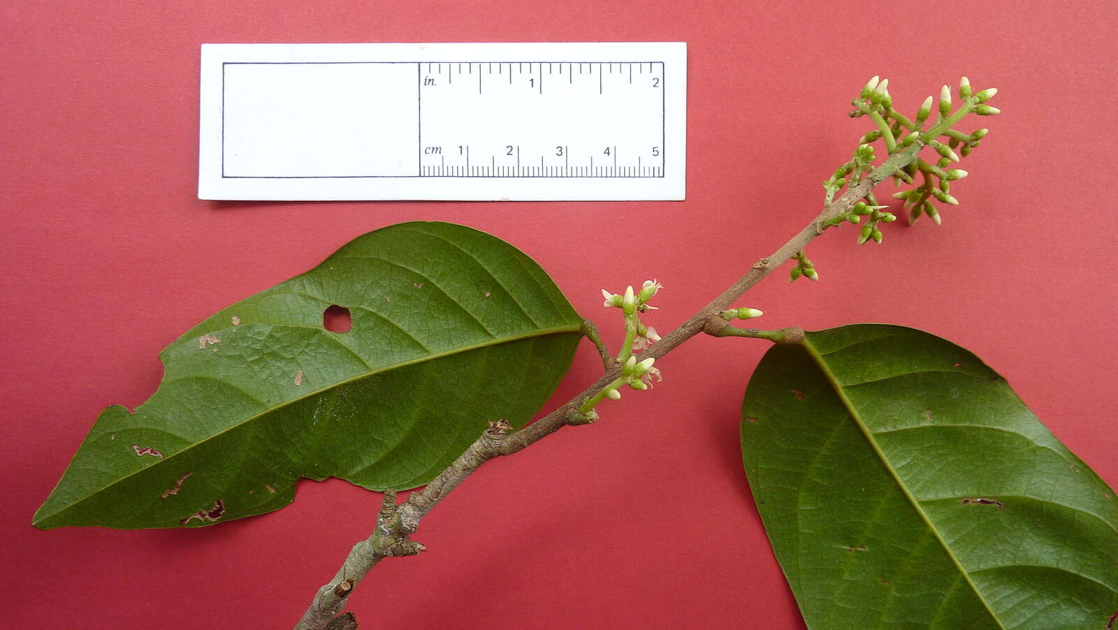 Image of Peraceae