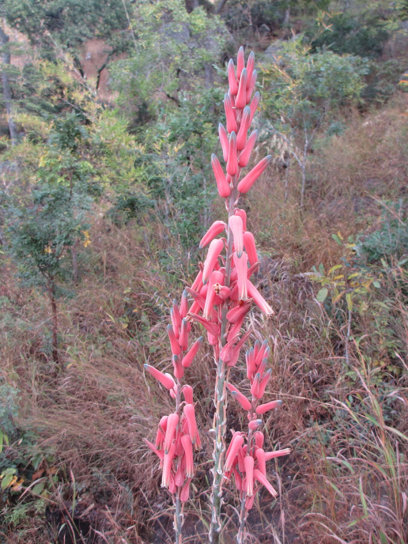 Image of Basil Christian's aloe