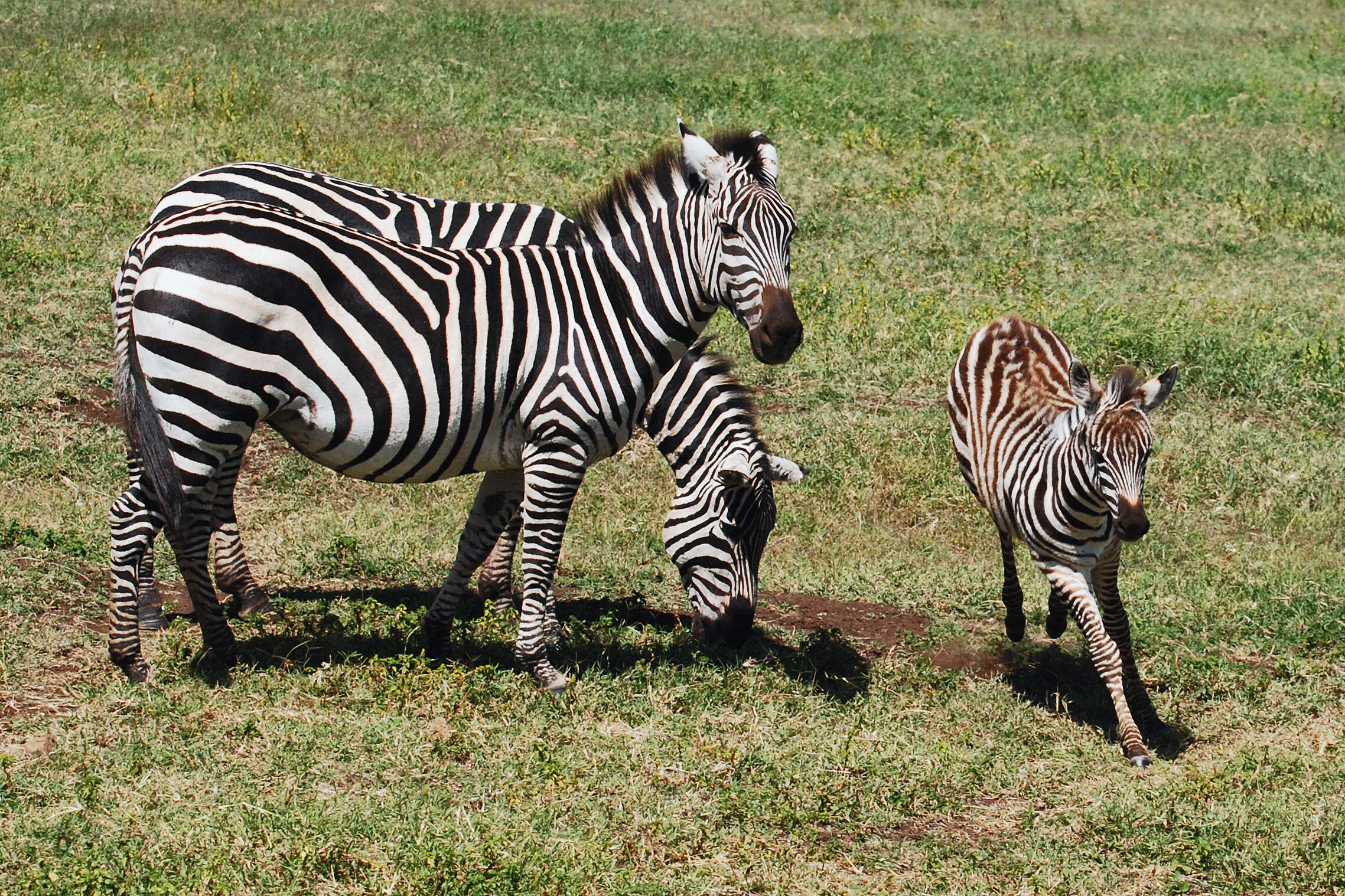 Image of zebra