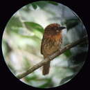 Image of White-whiskered Puffbird