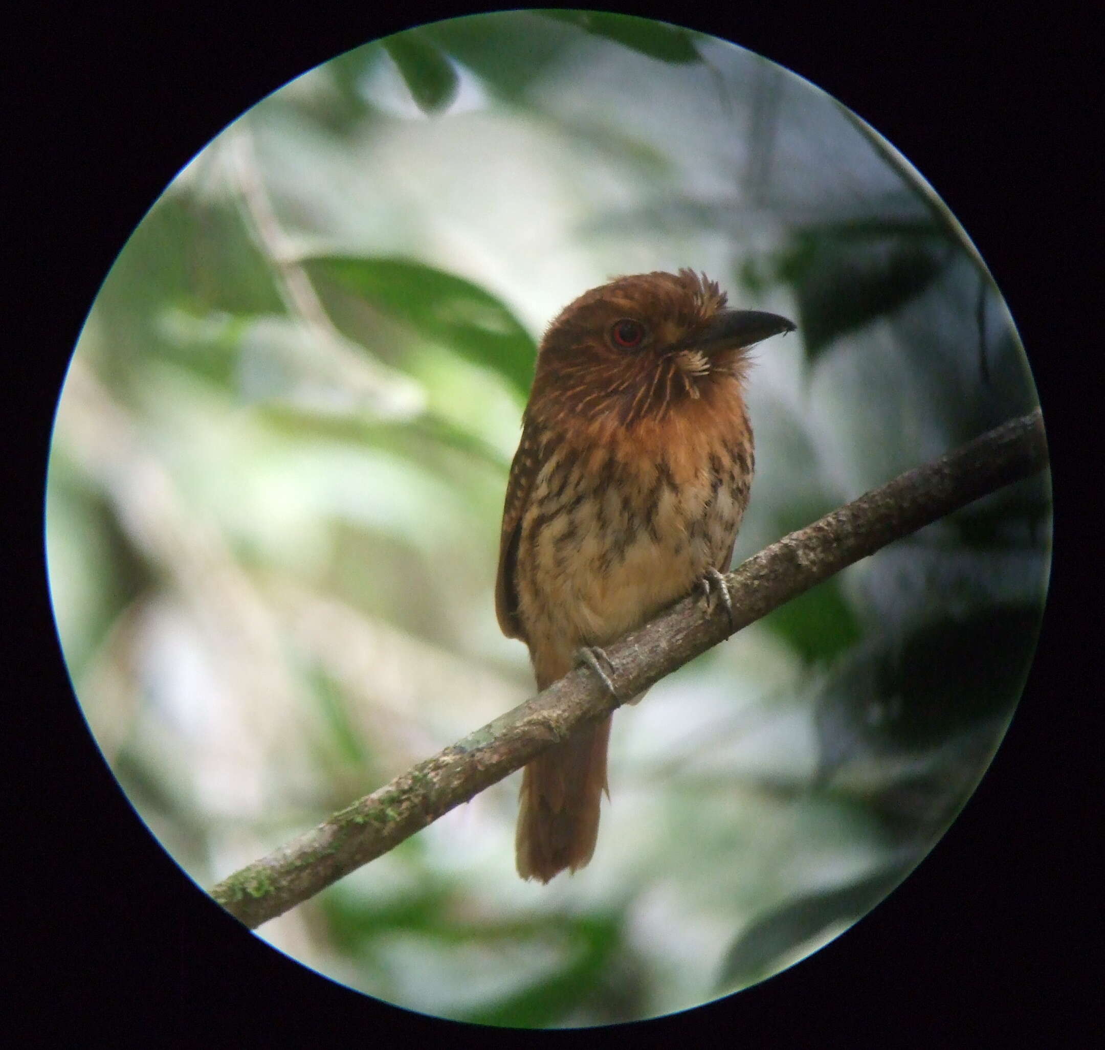 Image of White-whiskered Puffbird