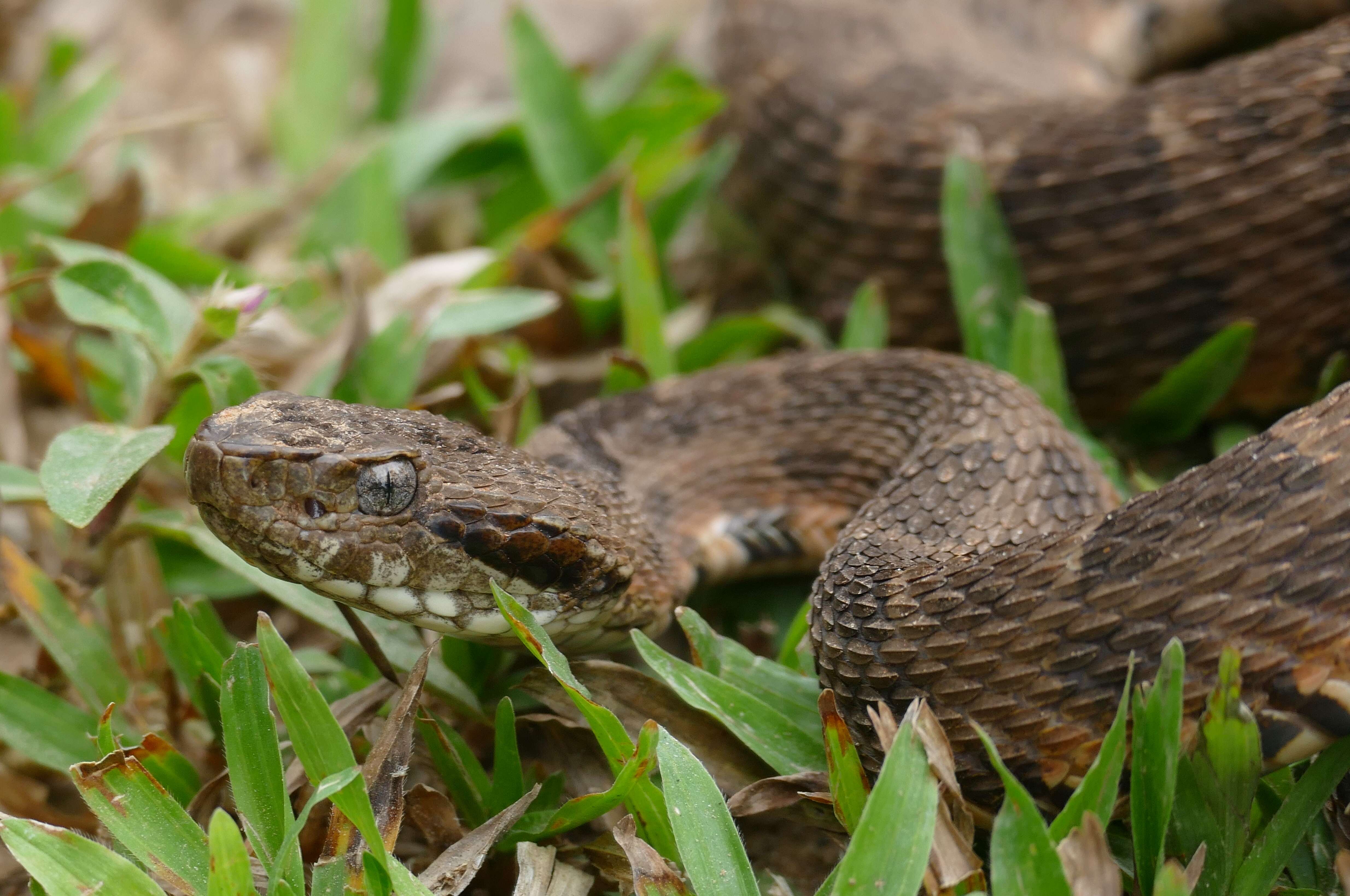 Image of Bothrops matogrossensis