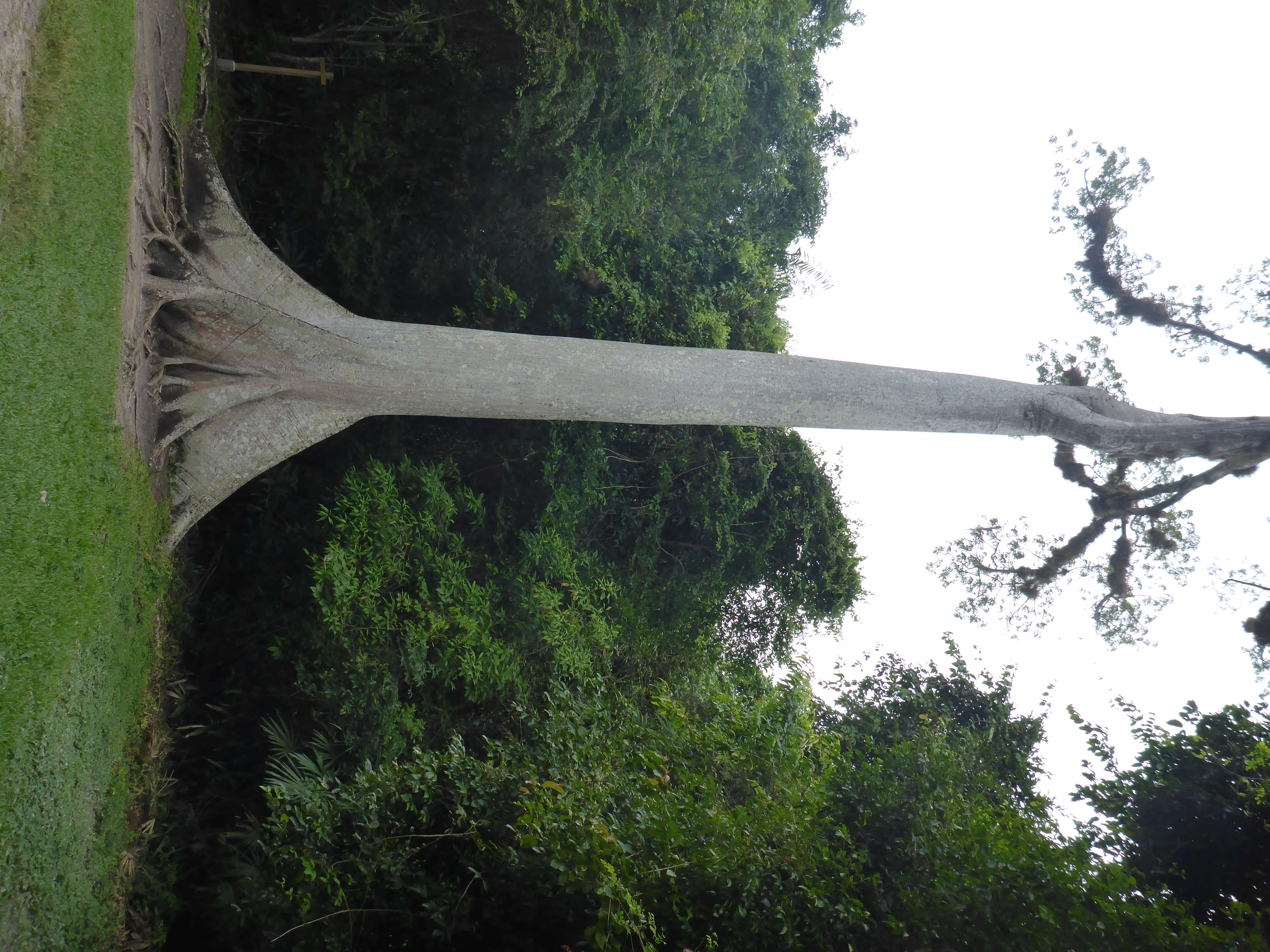 Image of ceiba