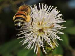 Image of sensitive plant