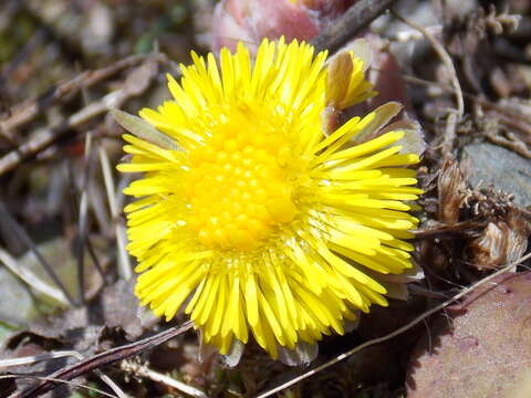 Image of coltsfoot