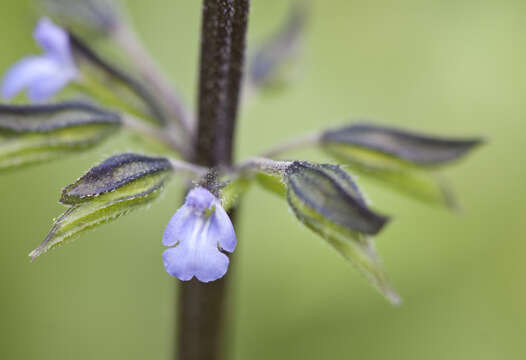 Imagem de Salvia tiliifolia Vahl