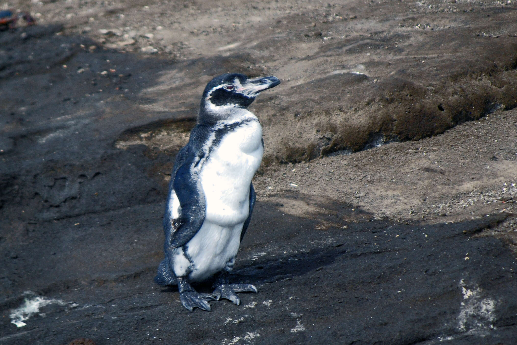 Sivun Juovapingviinit kuva