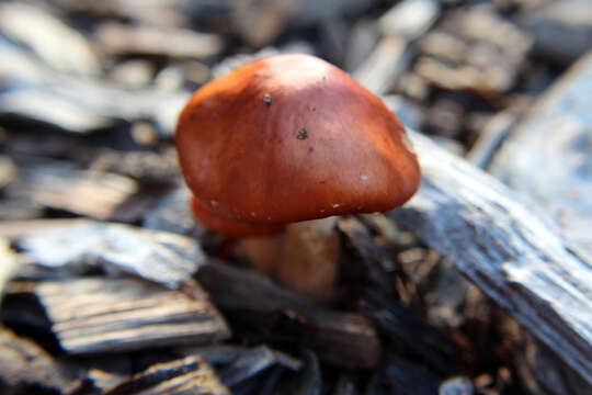 Image of Leratiomyces