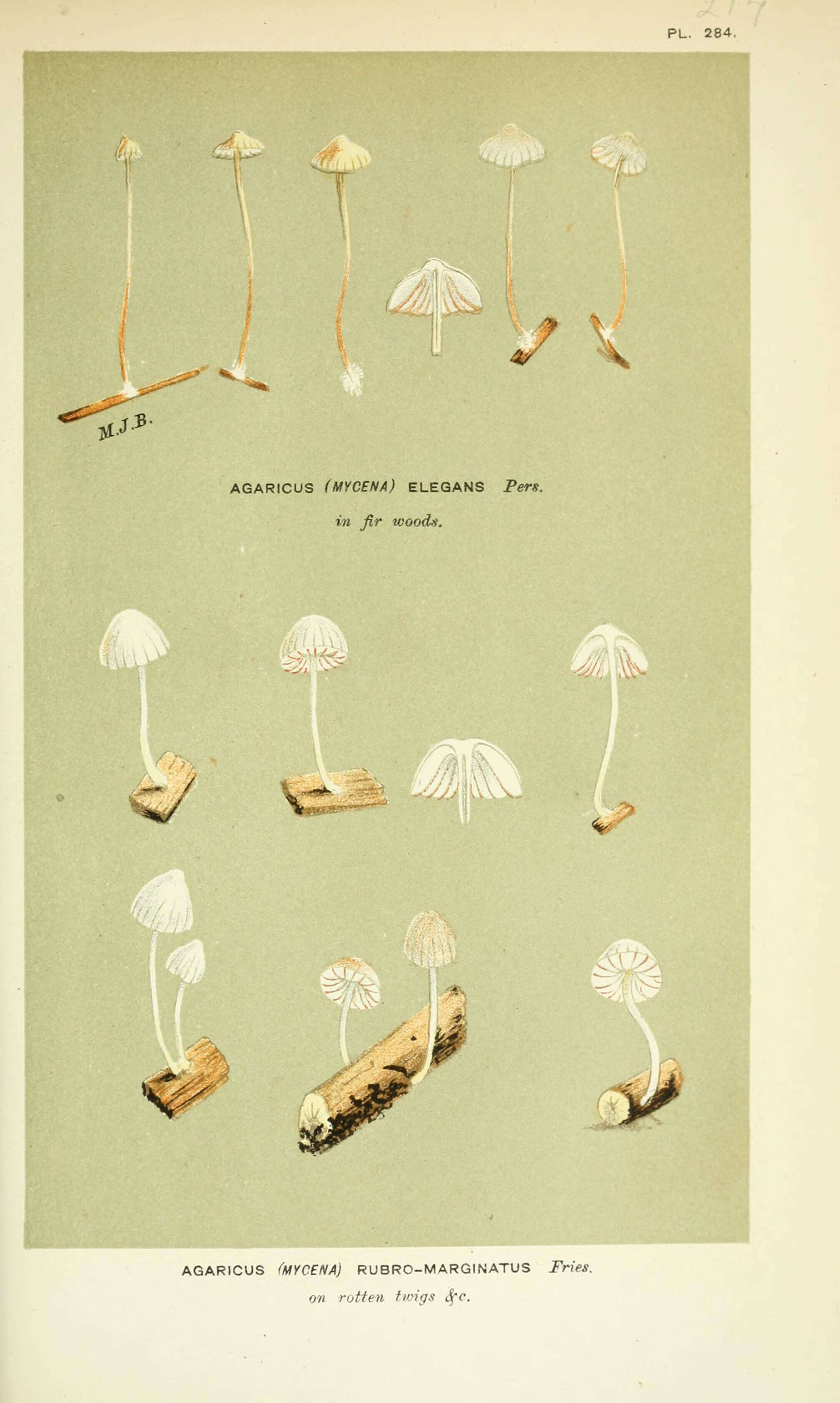 Mycena aurantiomarginata (Fr.) Quél. 1872 resmi