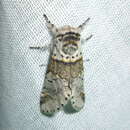 Image of sallow kitten (moth)