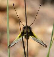 Image of Libelloides baeticus (Rambur 1838)