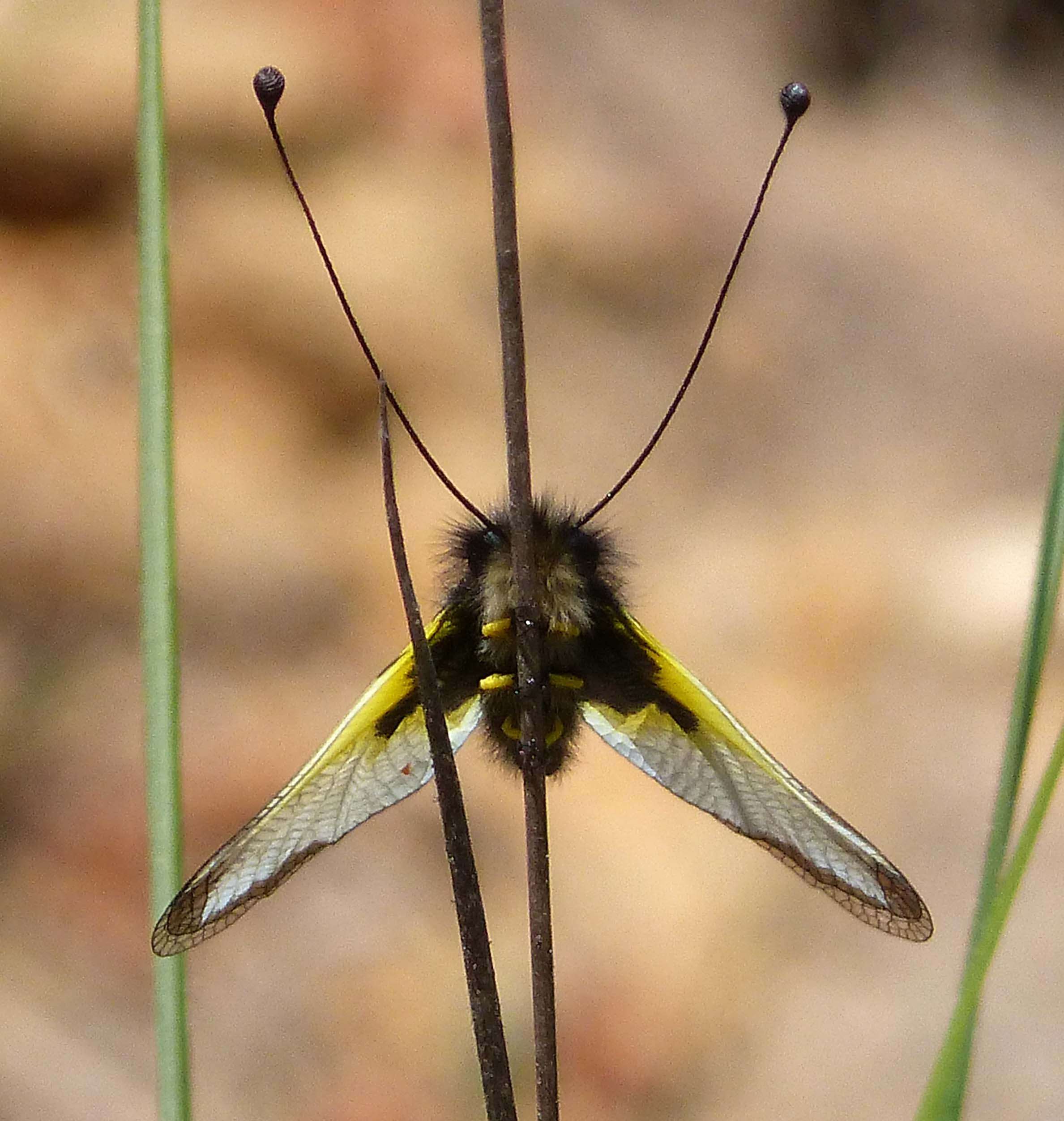 Image of Libelloides baeticus (Rambur 1838)