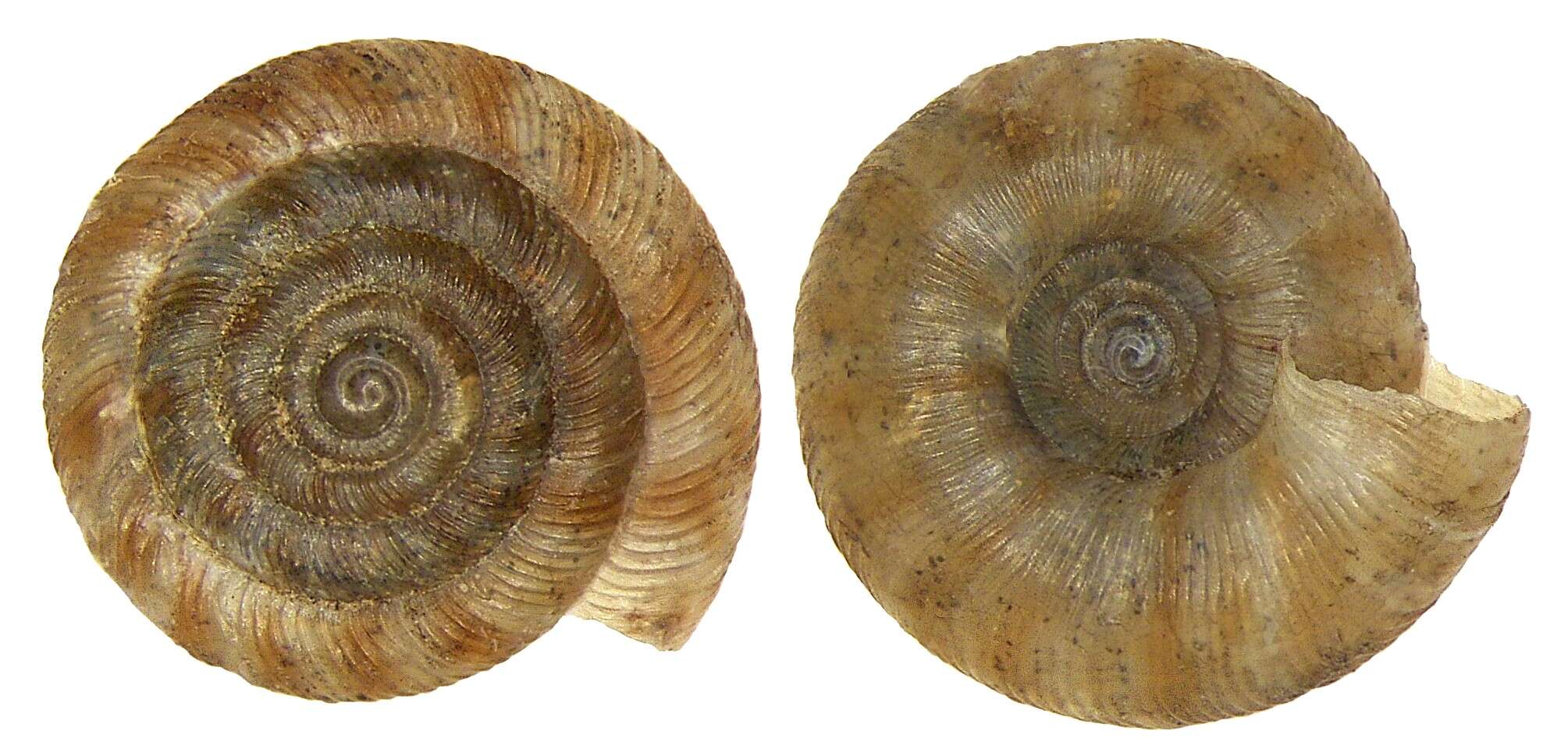 Image of disk snail