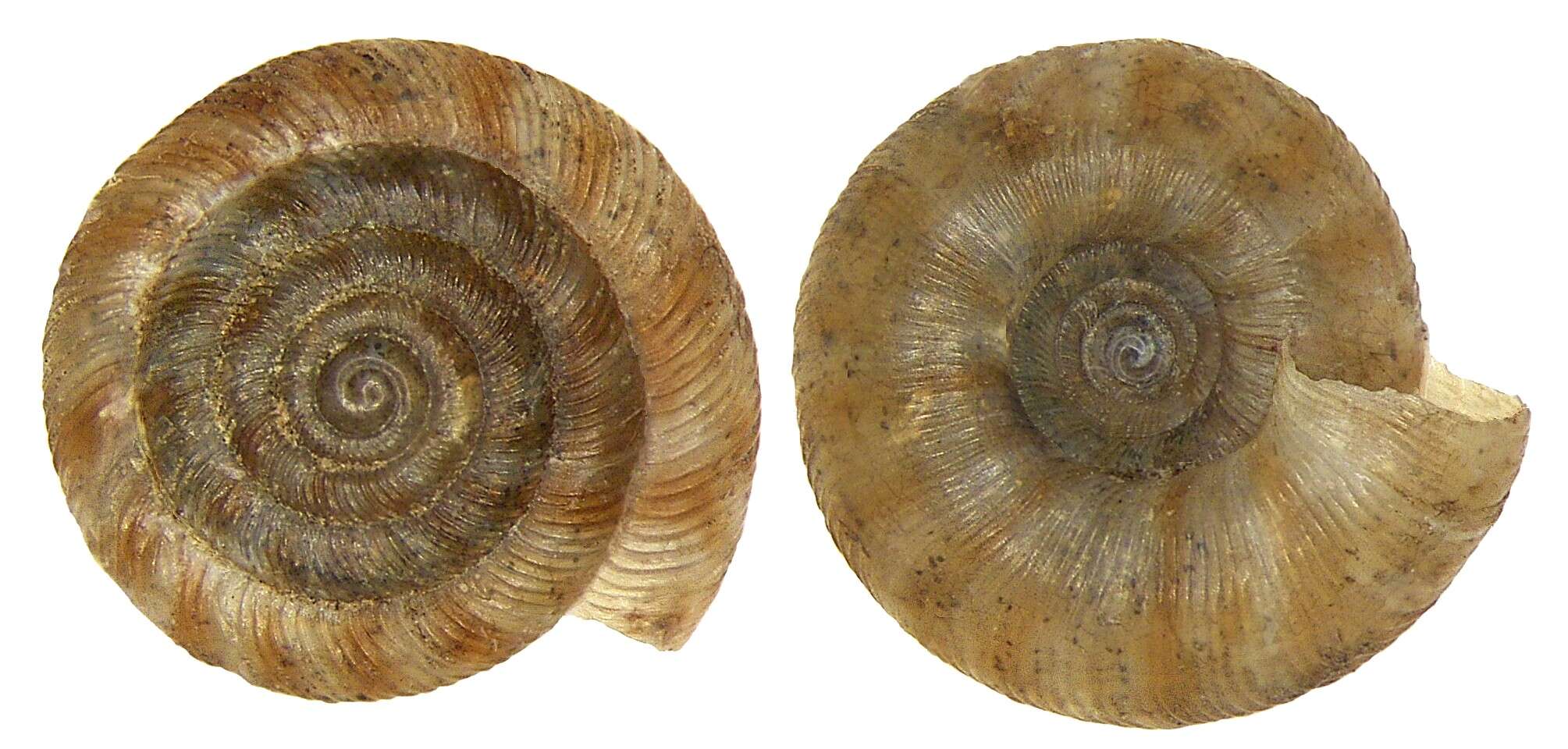 Image of rounded snail