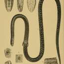 Image de Pygopus lepidopodus (Lacépède 1804)