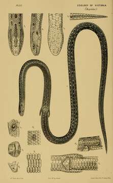 Image of Pygopus Merrem 1820