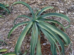 Image of Agave vilmoriniana A. Berger