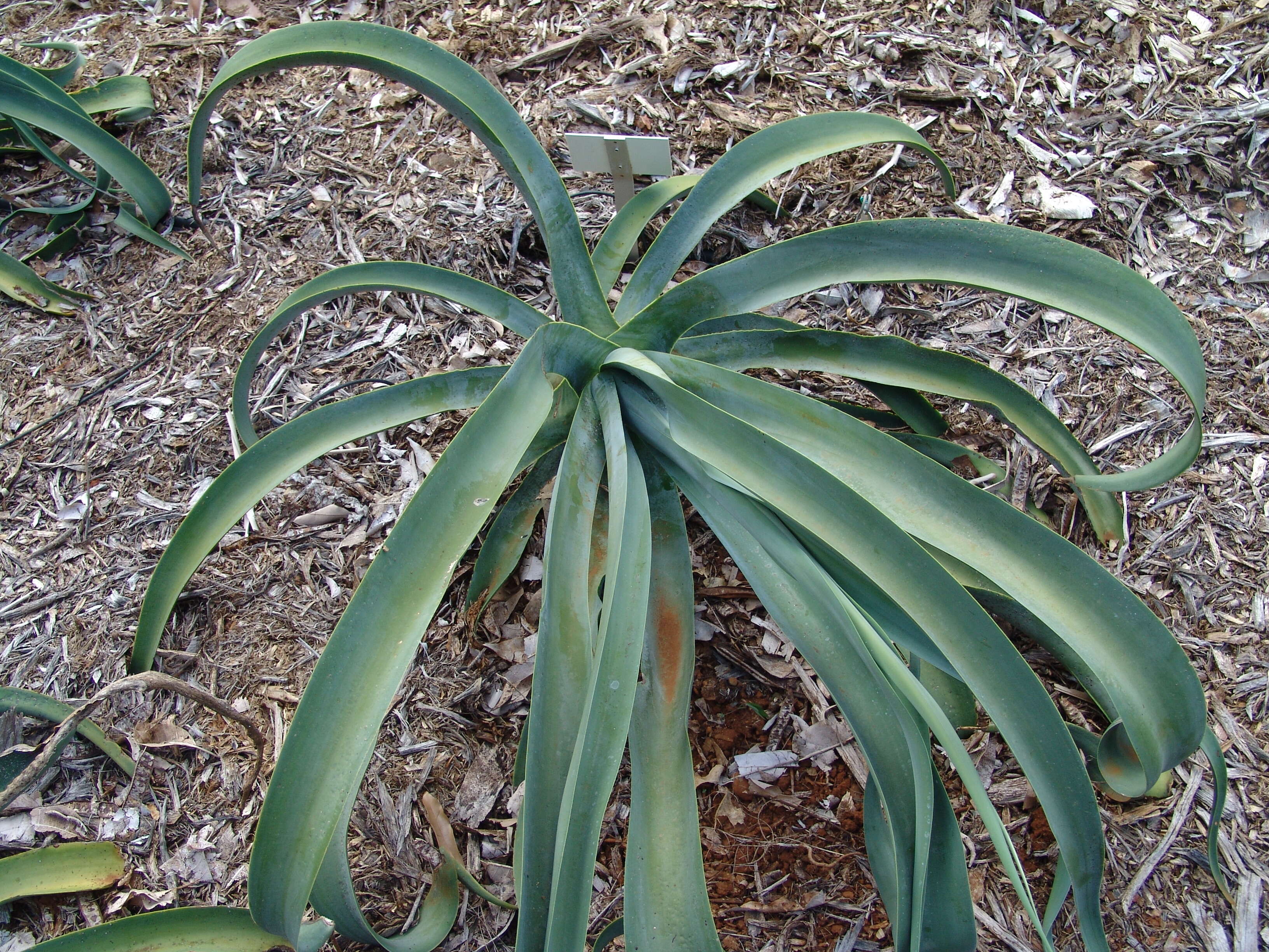 Image of Agave vilmoriniana A. Berger