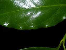 Image of milkberry