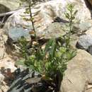 Слика од Lepidium lasiocarpum subsp. lasiocarpum