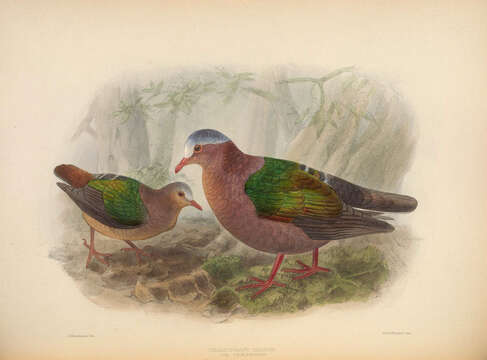 Image of Emerald Dove