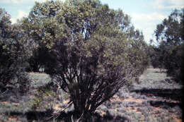 Слика од Eremophila mitchellii Benth.