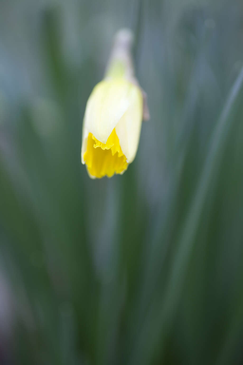 Image of daffodil