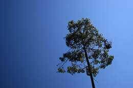 Image of Jelecote Pine