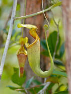 Image of Raffles' pitcher plant