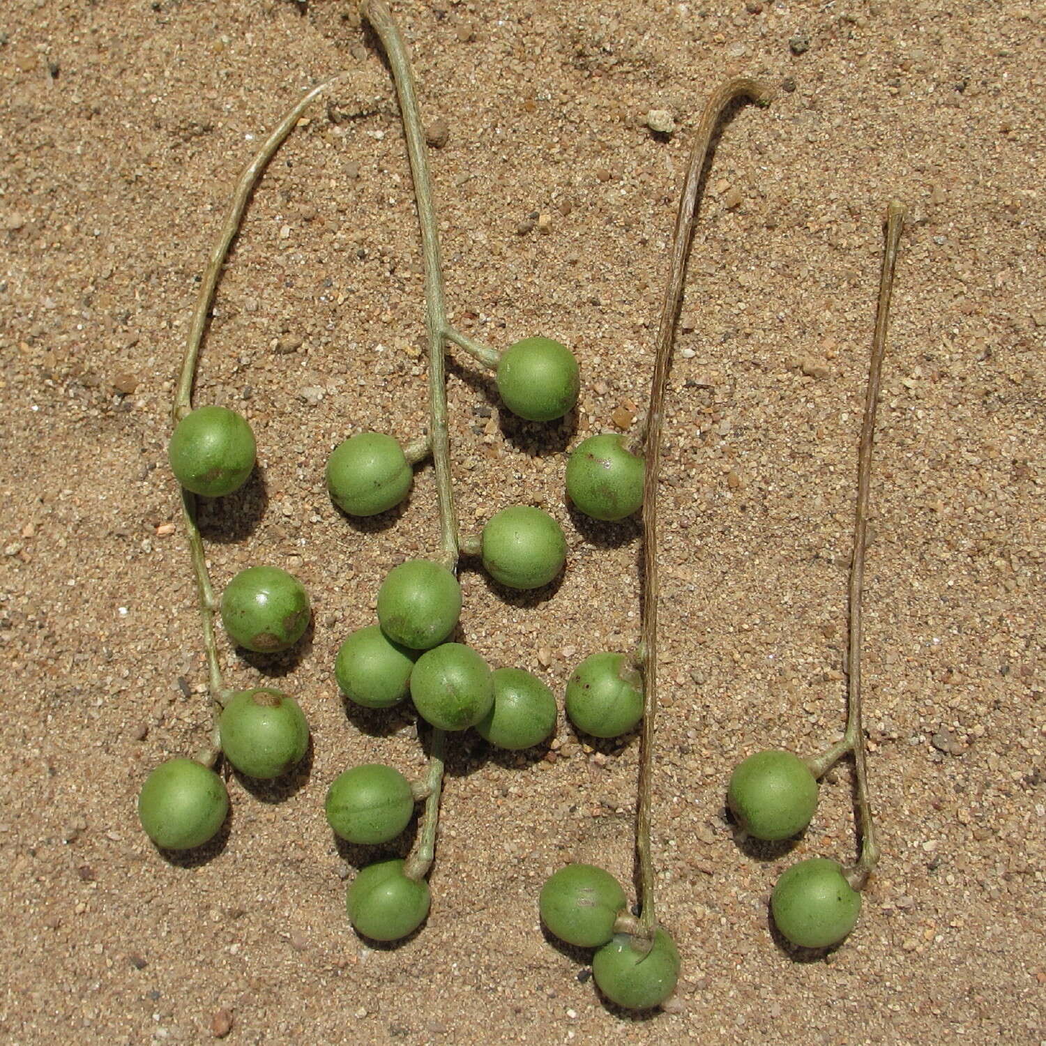 Imagem de Commiphora zanzibarica (Baill.) Engl.